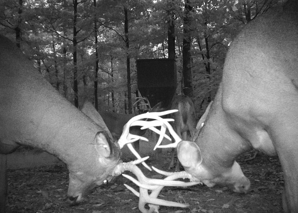 Here Comes The Rut!